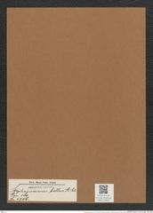 Stephanodiscus bellus A. Sch. (de-Toni-Nr.: Genus 189, Species 4706) Zeichnungen Sammlung Grunow Mappe 04600 (Herbarium_W_Grunow_drawings_Folder_04600)